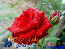 u=3838526374,2931028100&fm=3&gp=0.jpg