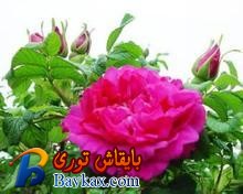 u=3029689585,3021371968&fm=52&gp=0.jpg