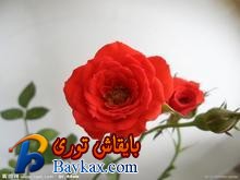 u=3213342533,545791093&fm=52&gp=0.jpg