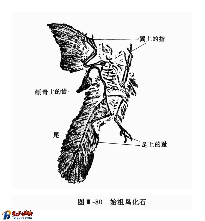 图z5.jpg