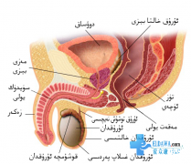 مەزى بېزى ياللۇغى ۋە ئۇنى داۋالاش توغرىسىدا