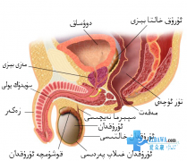 مەنى بالدۇر كېتىش نېمە سەۋەبتىن كېلىپ چىقىدۇ؟