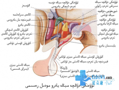 ھەيز قالايمىقانلىشىش نېمە سەۋەبتىن كېلىپ چىقىدۇ