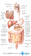 ئىچكى ئەزالارنىڭمۇ ھەرخىل «مىجەزى» بار
