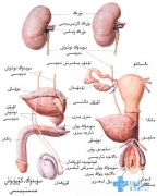 ئەرلەرنىڭ ئىچكى جىنسىي ئەزالىرى