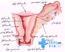 ئەزايىمىز جىنسىي يول نېمە دەيدۇ؟