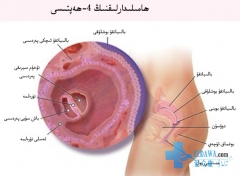 ھامىلىدارلىقنىڭ تۇنجى ئېيىدىكى ھاياجانلىق ئىشلار