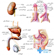 جىنسىي ئەزا قايىملىقىنىڭ فىزىئولوگىيىلىك جەريانى