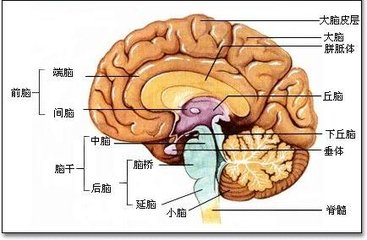 مېڭىنىڭ ھەرقايسى قىسىملىرىنىڭ ئاساسىي فۇنكسىيەلىرى