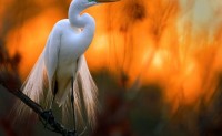 9047133_1600x1200-581f4d6a8ed9f__880
