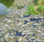 350 مىڭ يۈەن مەبلەغ سېلىنغان نەچچە تۈمەن بېلىق بىر كېچىدىلا رەھمەتلىك بولۇپ كەتتى