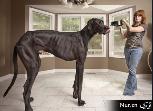 thumb_580__20121004094140372.png
