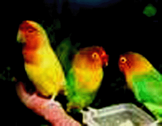Untitled-1.gif