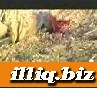 زۇلمەتلىك چاۋشەن