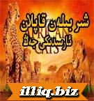 شىر بىلەن قاپلان جىڭى