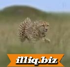 ئانا مۇھەببىتى