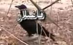 قاغىلار [ئەسىلى نۇسقىسى]