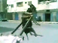 كۈلۈشمەك ھايۋانلار445