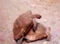 كۈلۈشمەك ھايۋانلار360