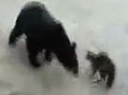 كۈلۈشمەك ھايۋانلار314
