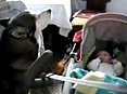 كۈلۈشمەك ھايۋانلار19