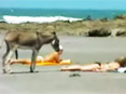 كۈلۈشمەك ھايۋانلار234