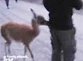 كۈلۈشمەك ھايۋانلار225