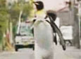 كۈلۈشمەك ھايۋانلار206