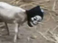 كۈلۈشمەك ھايۋانلار176