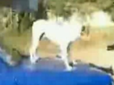 كۈلۈشمەك ھايۋانلار51