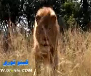 سۆڭەك ئەپەندىم