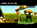 ئانار گۇلى