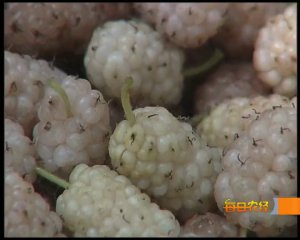 ئاق ئۈجمىنىڭ رولى