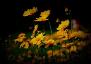 /uploads/userup/29685/131331c04-4K3.jpg