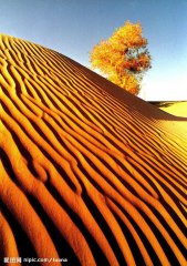 شىنجاڭ مەنزىرىسى