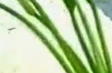 تەتۈر بەختىم 