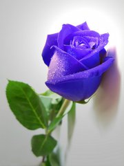گۈللەر