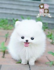 ئوماق ھايۋاناتلار
