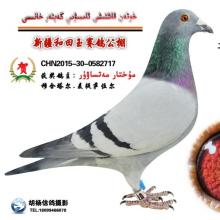 2015-يىللىق مۇسابىقىدىكى دەرىجە ئالغان 301 كەپتەرنىڭ رەسىمى