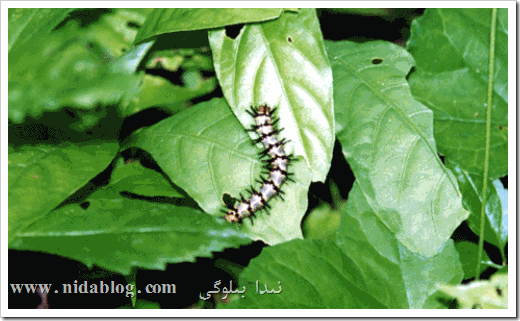 نىشاننىڭ قىممىتى