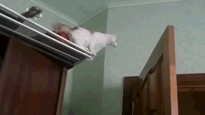 7c384b97gw1e3mk4m9kubg.gif