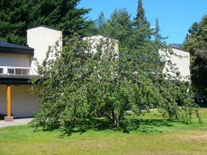  ئالما دەرىخىنىڭ سىرى  Instituto Balseiro Library       (1981)Garden