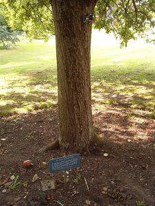 Newton's tree, Botanic Gardens, Cambridge,England