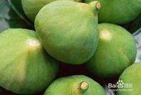 ئەنجۈرنىڭ شىپالىق رولى