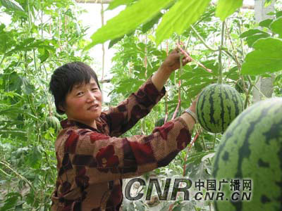 新疆反季节蔬果――西瓜"冷不丁"春天要上市