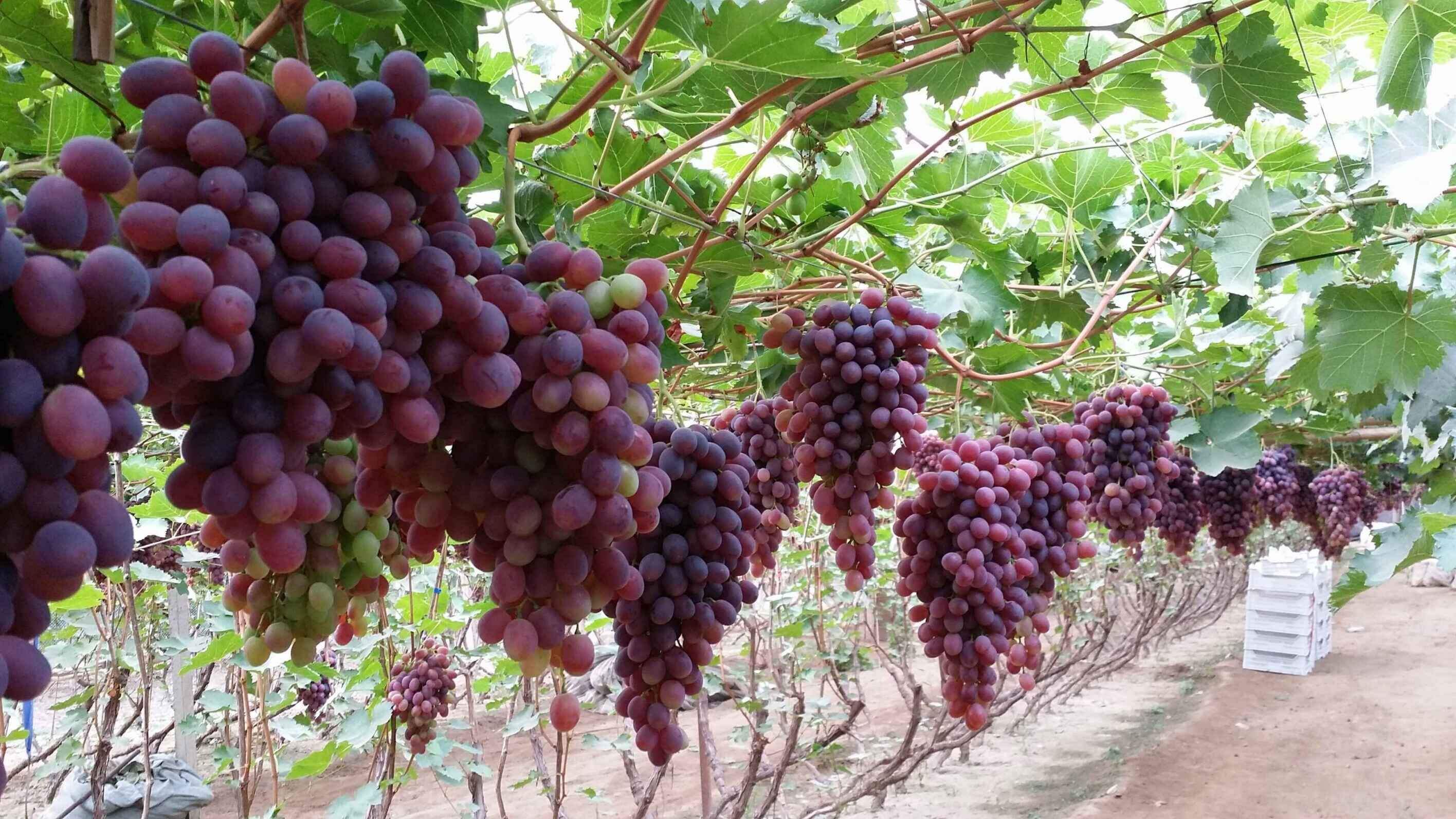 (6)ھەمكارلىق:ئون سەككىز تۈلكىنىڭ ئۈزۈم يېيىشى