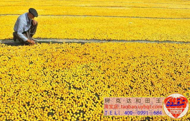 كۇچا ئاق كىشمىش ئۆرۈكى ۋۇشىغا كەلدى