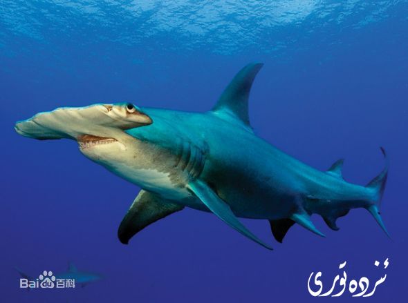 ئەڭ چوڭ دېڭىز بېلىقى