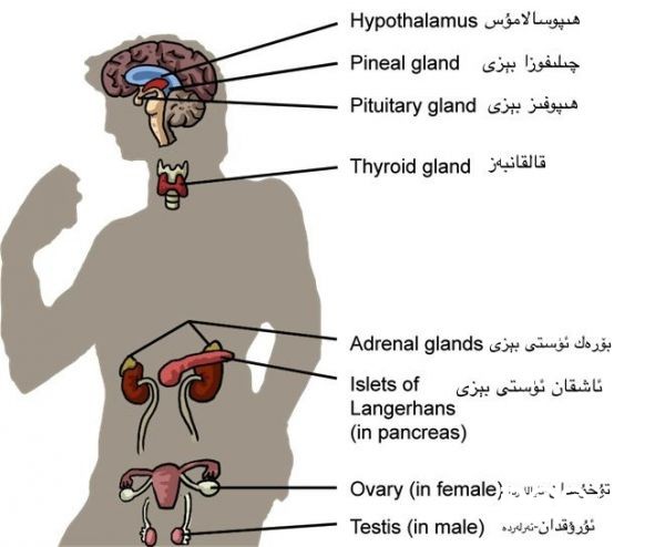 ئادەم بەدىنىدىكى بەزلەر