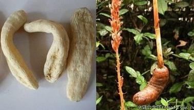 يىلتىزى ۋە يۇپۇرمىقى يوق ئۆسۈملۈكلەر